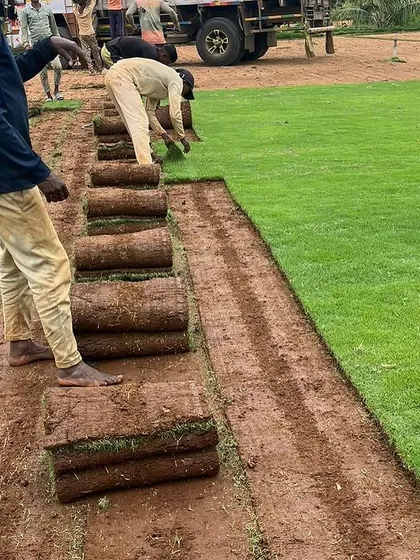 My team at work laying rolls of Mexican grass for a large field. This method provides instant lawn coverage and is much faster than seeding.