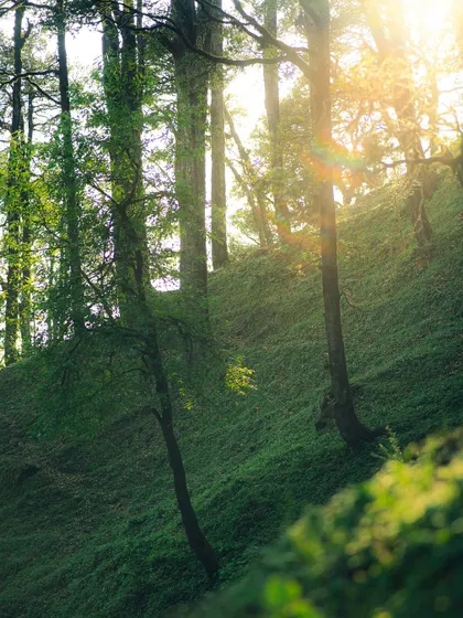 Sunlight streaming into a forest at Jalori Pass. The edit has a cool, ethereal quality, capturing the magical forest light.