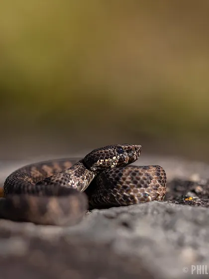A portrait of the Horseshoe Pit Viper, showing its beautifully patterned scales and cryptic coloration.