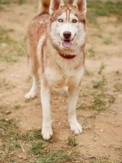 Luna, the adopted Husky, looking happy and healthy.