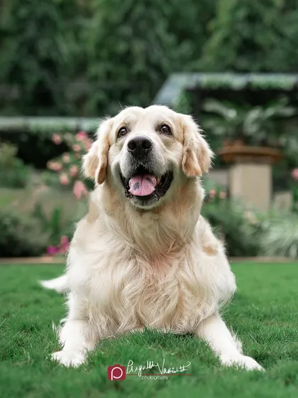 A playful 'sploot' pose in the garden. Outdoor sessions are great for capturing your dog's natural behaviors and favorite silly poses in a beautiful setting.