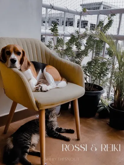 Rossi and Reiki sharing their favorite balcony chair. This picture perfectly captures the harmony of a multi-pet household under my care.