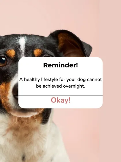 This is an important reminder for all pet parents. Creating a healthy lifestyle for your dog is a journey, not an overnight fix. It's about making consistent, positive choices every day, and I am here to support you on that path.
