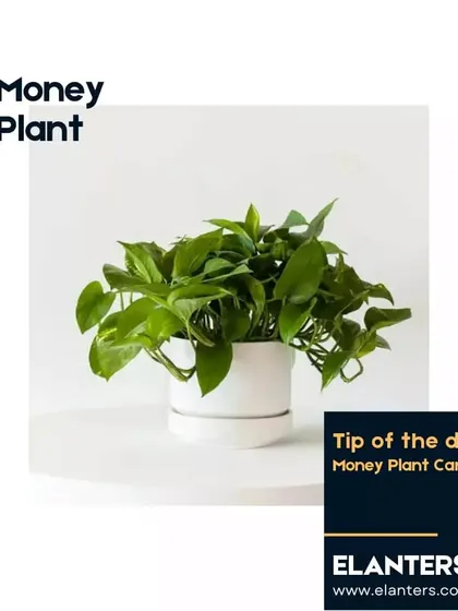 Money Plant Care Tip: These plants are very forgiving, but they thrive in bright, indirect light. Water them when the top inch of the soil feels dry.