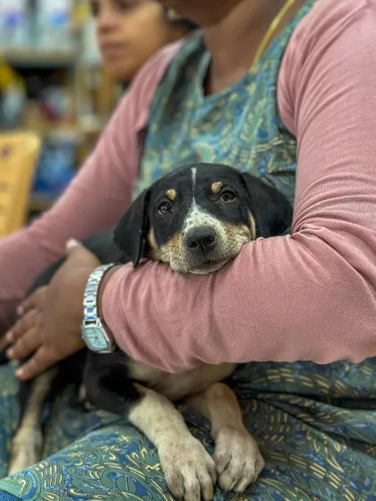 A moment of comfort for this sweet rescued puppy. Cuddles like this are what give them the strength and trust to believe in humans again. This little one is waiting for a lap to call their own.