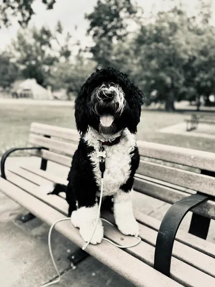 Here's Moose, our graduate, looking distinguished on a park bench. We helped his parents with fundamentals and gave him jobs to keep his smart brain fulfilled.