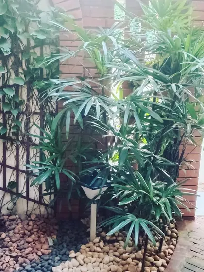 A cozy corner featuring a pebble bed, a lady palm plant, and a climbing vine on a trellis. The solar light adds a nice touch for the evening.