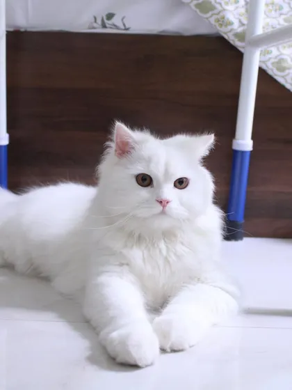 Theo just being his gorgeous, fluffy self. He doesn't even have to try.