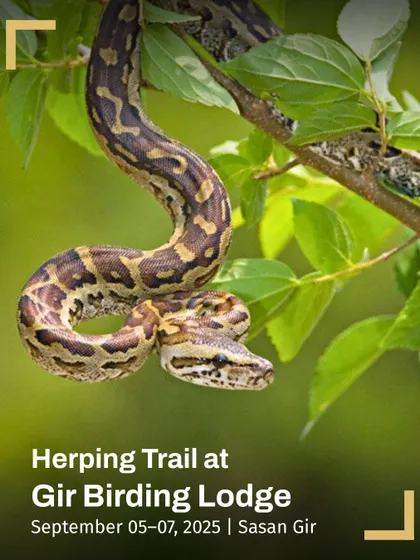A python hangs from a leafy branch, perfectly camouflaged. This poster for our Herping Trail at Gir Birding Lodge highlights the thrill of discovering these masters of disguise.