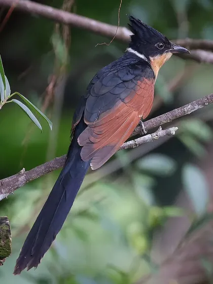 A Chestnut-winged Cuckoo, an uncommon migratory bird in Singapore. This species has a unique hunting behavior, often flying at very low altitudes to catch insects in the shrubs, which is quite different from other cuckoos I have observed.