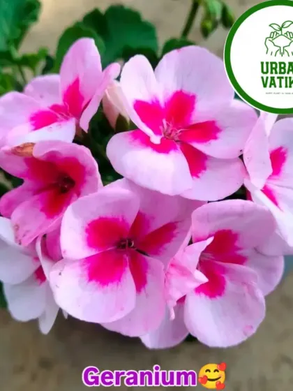 The beautiful Geranium, with its two-toned pink flowers.