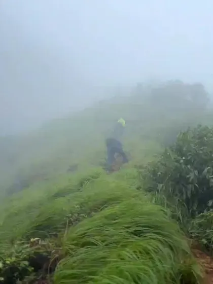 A trekker carefully makes their way through the tall, wet grass on a misty section of the Kurinjal trail.