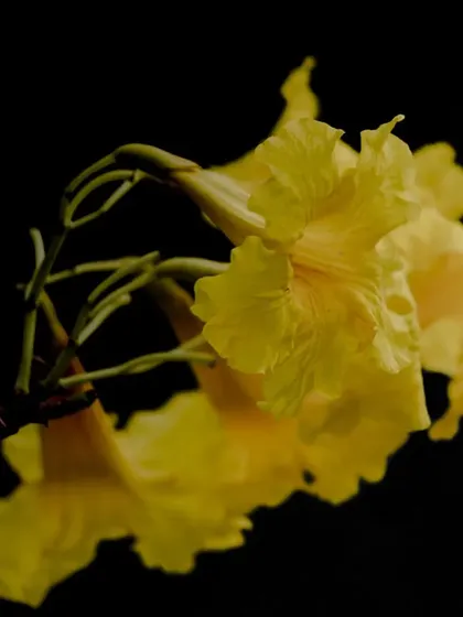 Bright yellow flowers against a pure black background. This high-contrast technique makes the color pop and creates a striking visual.
