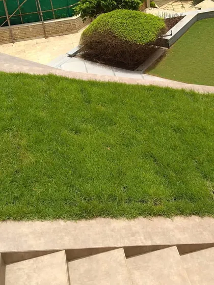 A key feature of our intensive gardens is a healthy, manicured lawn. We use high-quality turf and ensure proper soil depth and drainage for a durable and vibrant green surface, perfect for recreation.