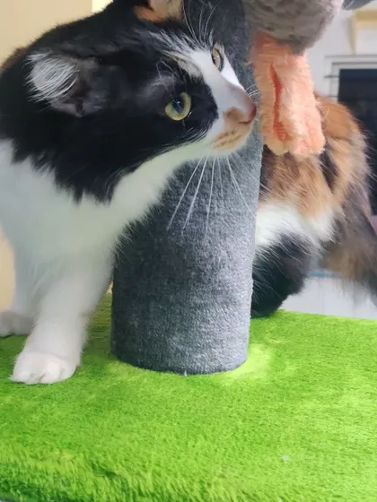 Whiskey is a little shy but very curious, sniffing around the cat tree.