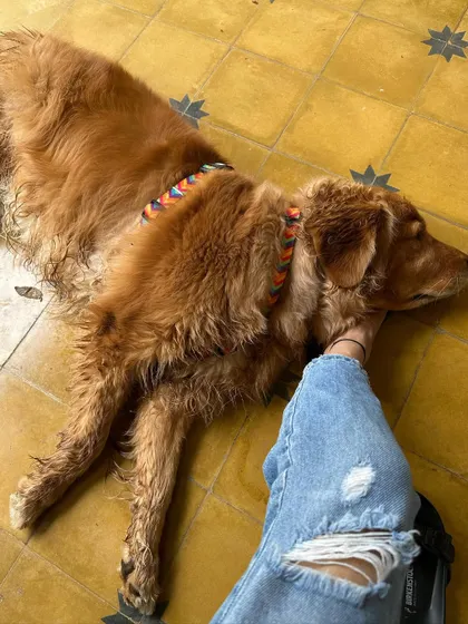 After a long day, there's nothing better than this. A tired, happy dog resting her head on my foot. These are the small, intimate moments that make it all worthwhile.