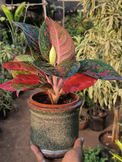 Pots and plants should complement each other. This colorful Aglaonema looks smooth and perfectly at home in its rustic ceramic pot.