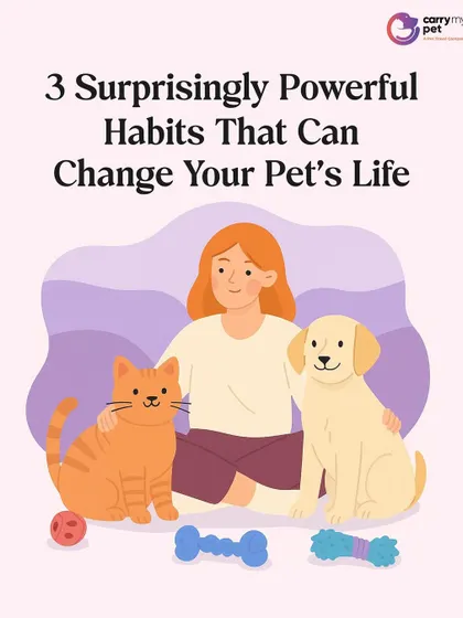 Three surprisingly powerful habits can change your pet's life. This series explains how normalizing travel, scheduling 'boredom busters', and desensitizing to sounds builds a confident, happy pet.