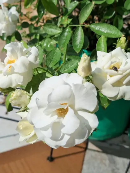 White roses with a small bee visiting.