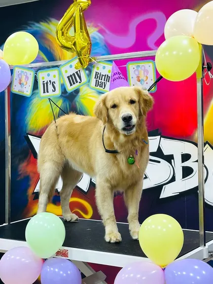 We love celebrating milestones. This handsome Golden Retriever is all set for his 4th birthday party after his grooming session. We offer special birthday grooming packages to make your pet's big day even more memorable.