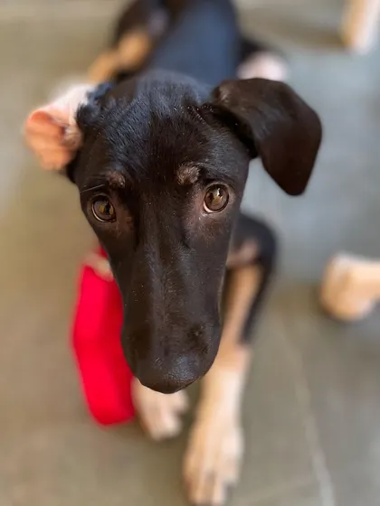 Kishmish with one of her favorite toys. Play is an important part of our puppy program.