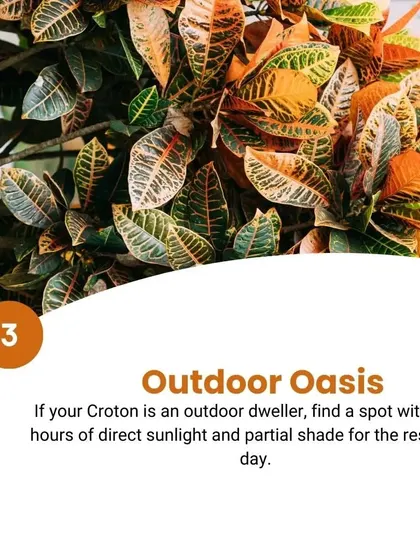 For an outdoor Croton, we find a spot that gets two to three hours of direct sunlight and partial shade for the rest of the day. This balance creates the perfect outdoor oasis for them.