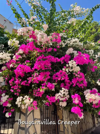 A magnificent Bougainvillea creeper in full bloom, covering a wall in a stunning display of pink and white. We supply these vibrant climbers to transform plain walls into works of art.