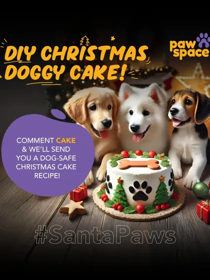 Want to make a special treat for your dog this Christmas? A dog-safe cake is a perfect way to celebrate. We love helping pet parents find fun and safe ways to include their pets in festive traditions.
