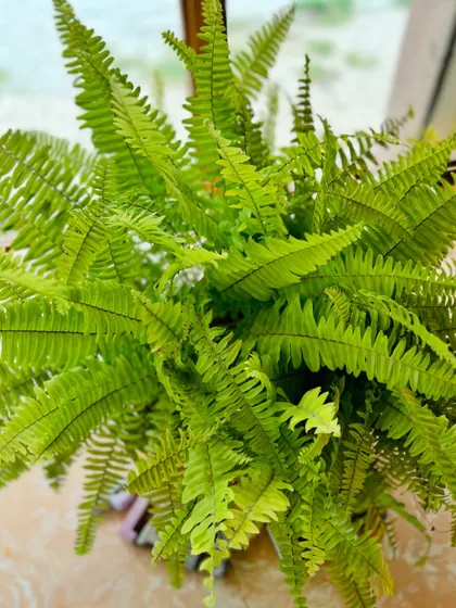A close-up of the delicate, textured fronds of the Boston Fern. To keep them happy, water them regularly and give them a mild fertilizer during the growing season.