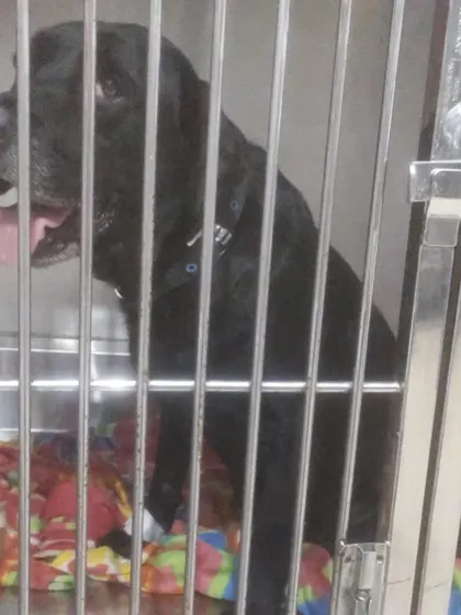 A foster appeal for Mishri, a 4-6 year old lab used for breeding and then abandoned. She needed a foster home to recover after chemo for TVT and before her surgeries.