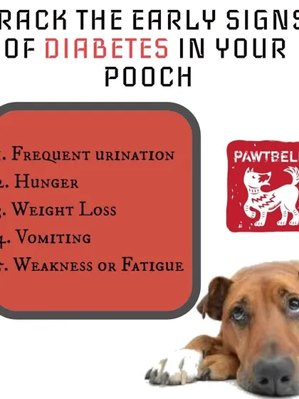 Diabetes is a serious condition in dogs. This graphic helps you track the early signs like frequent urination, increased hunger, and weight loss so you can get your pooch help sooner.
