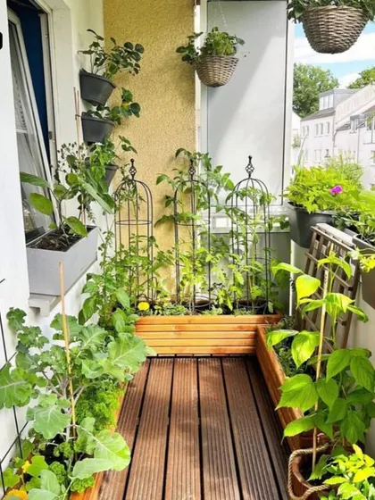 An example of a well-organized balcony garden. I used a combination of wooden planters, wall-mounted trellises, and hanging baskets to create a lush, multi-level garden in a compact space.