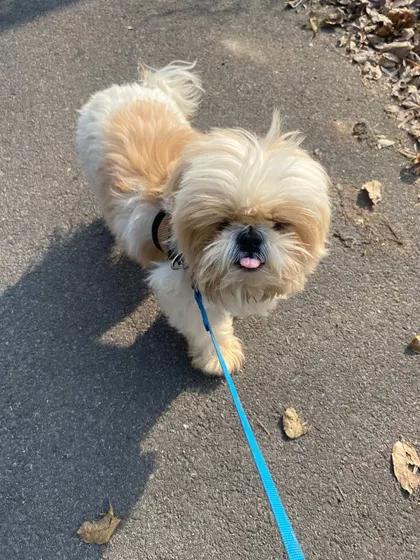 That little tongue sticking out is just the cutest. This Shih Tzu is enjoying a sunny day out.