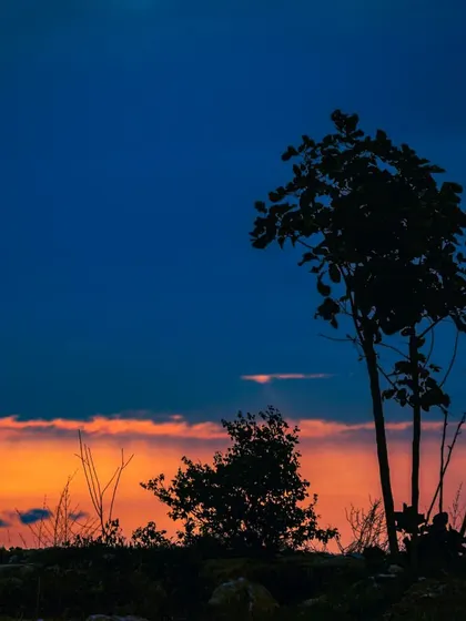 A silhouette of trees against a vibrant blue and orange sunset. This is a classic landscape shot that captures the beauty of dusk.