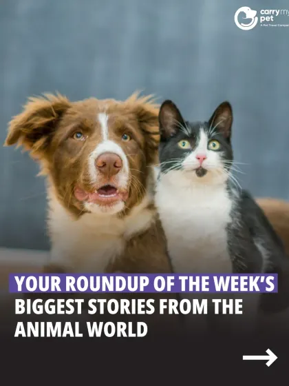 Your roundup of the week's biggest stories from the animal world. We cover everything from local policy changes to global news.