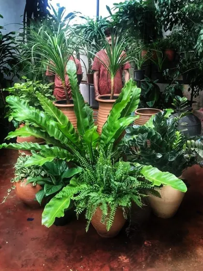 A plant cluster so rich and seamless, you can’t tell where one begins and the other ends. This is a photo of a beautiful arrangement ready to go to its new home, showcasing the beauty of foliage in nature.