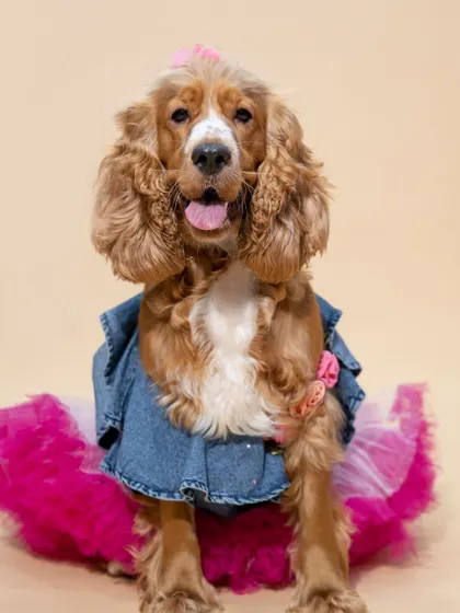 This lovely Cocker Spaniel, October, is all dressed up for her birthday in a denim and tulle dress. I love working with pet parents to style their furry friends for their special day.