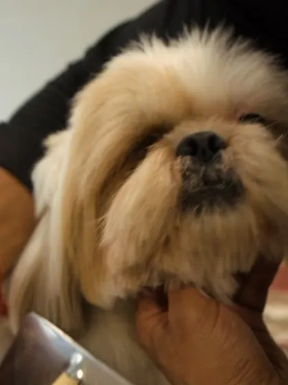 A close-up of the precision and care we put into every haircut. Our groomers are skilled at shaping and styling to suit your dog's breed and keep them comfortable.