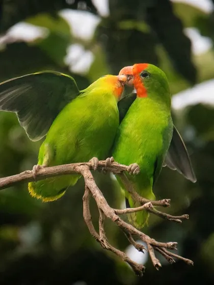 A pair of Red-headed Lovebirds share an intimate moment in Uganda. These birds are known for their strong pair bonds, which I was lucky to capture in this tender photograph.