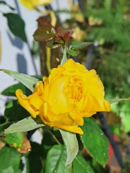 Another view of a yellow rosebud.