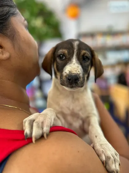 Look at those soulful eyes. This young pup was rescued from a difficult situation and is now learning to trust again. He is looking for a patient and loving home to help him blossom.