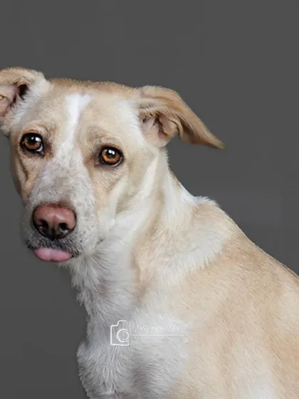 An indie dog with a tiny "blep." These subtle, funny expressions are gold in a studio setting.