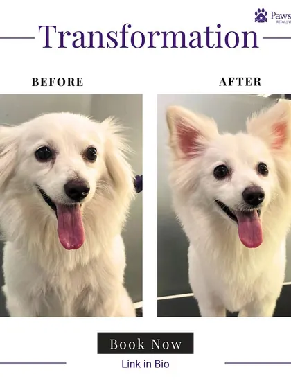 A happy smile after a fresh trim. This Indian Spitz mix looks brighter and feels lighter after our groomers worked their magic, giving it a neat summer cut that's perfect for the climate.