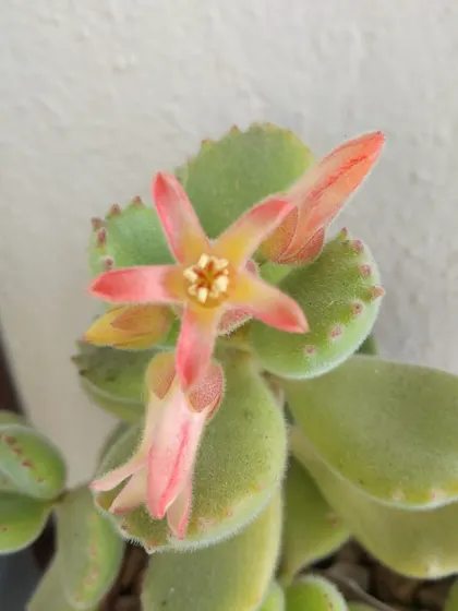 It's always a treat when a succulent flowers. This tiny, star-shaped bloom on a Bear's Paw succulent is so delicate and pretty. It's a sign that the plant is very happy and well cared for.