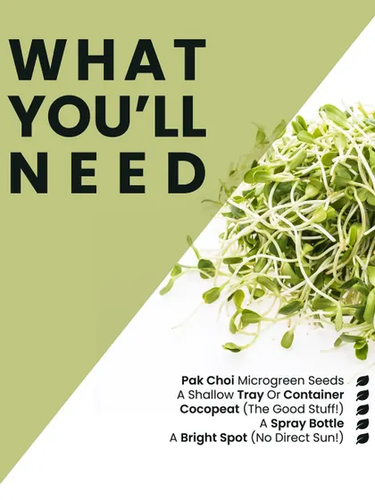 Here's what you'll need to grow your own Pak Choi microgreens: seeds, a shallow tray, cocopeat, a spray bottle, and a bright spot without direct sun. It's that simple.