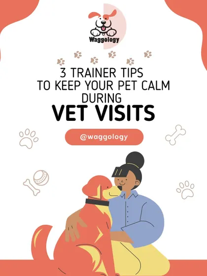This is the cover for my series of trainer tips on how to keep your pet calm during vet visits. With a little preparation, these trips don't have to be scary.