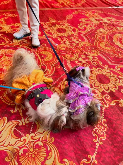 A top-down view of two beautifully dressed Shih Tzus walking side-by-side on the ornate red carpet, showing off their festive attire.