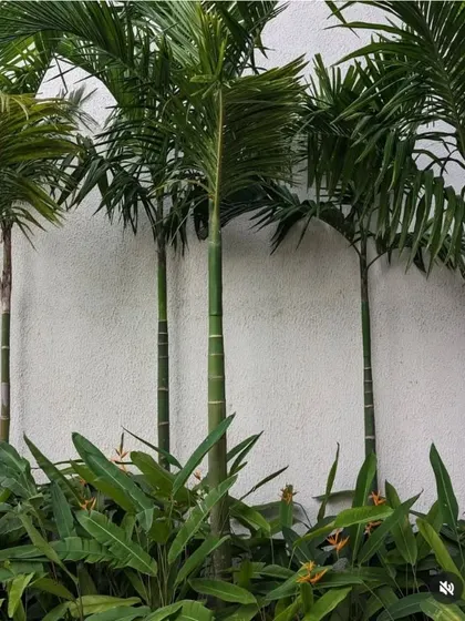 Slender Foxtail palms are planted in a row against a clean white wall, with a lower layer of Heliconia plants. This simple, elegant planting scheme creates a modern and tropical feel.