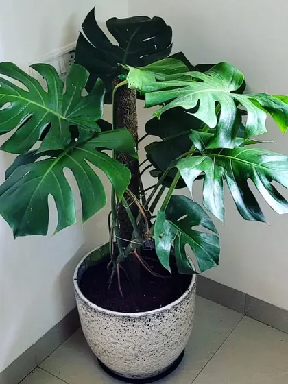 This handsome Monstera has found its new home, perfectly situated in a bright corner. We love seeing our plants bring life to our clients' spaces.