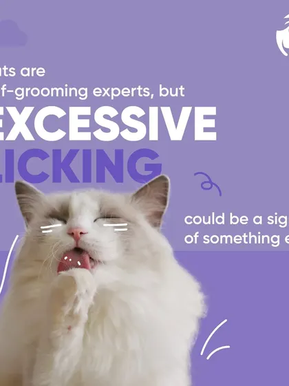 While cats are expert self-groomers, excessive licking can be a red flag. It might indicate an underlying issue that needs my attention, so it is something to watch for in your cat's daily routine.